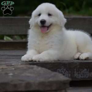 Chloe, Great Pyrenees Puppy